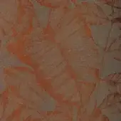 Canna - Cuivre
